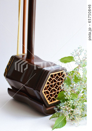 二胡とコアジサイ 二胡とコアジサイ 65750846