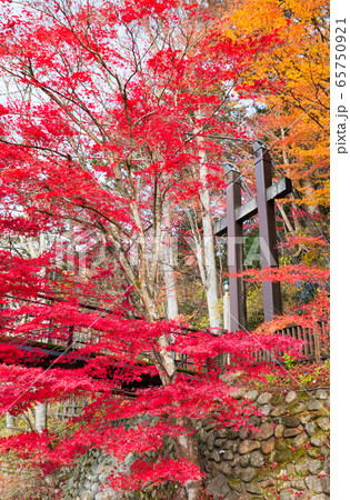 紅の吊橋と紅葉風景 塩原渓谷の秋 （栃木県那須塩原市） 2019年11月撮影 65750921