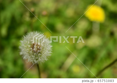 綿毛 綿毛 65751083