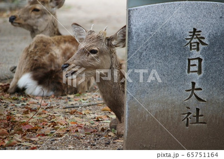 奈良公園 65751164