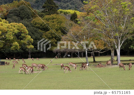 奈良公園 奈良公園 65751165