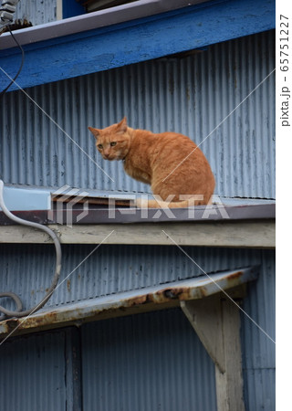 軒先の野良猫 軒先の野良猫 65751227