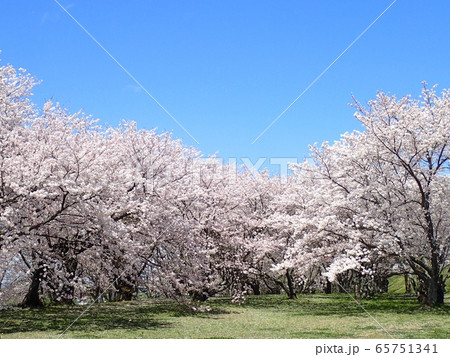 宮川堤の満開の桜 宮川堤の満開の桜 65751341
