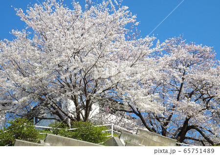呉海軍墓地に咲いた桜の景色 呉海軍墓地に咲いた桜の景色 65751489