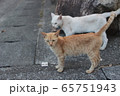 島の猫 65751943