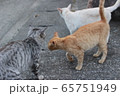 島の猫たち 65751949