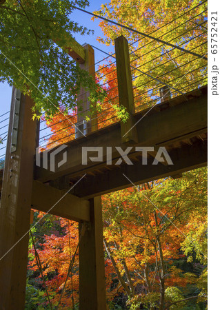 万博記念公園の紅葉 65752421