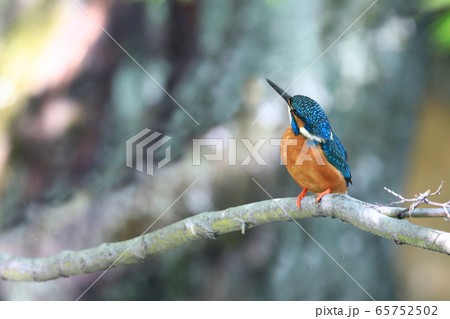 カワセミ1653- 65752502