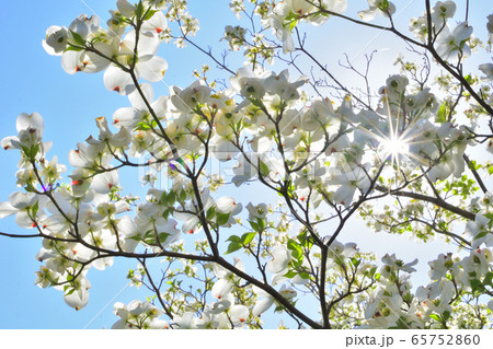 太陽浴びる白木蓮 太陽浴びる白木蓮 65752860
