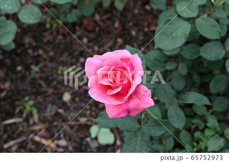 バラ バラの花 春の花 65752973