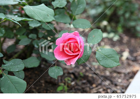 バラ バラの花 春の花 65752975