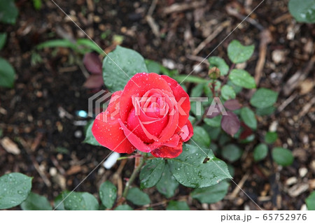 バラ バラの花 春の花 65752976