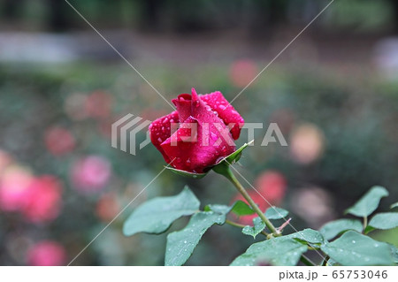 バラ バラの花 春の花 65753046