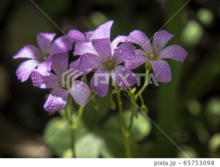 オキザリスの花 オキザリスの花 65753098