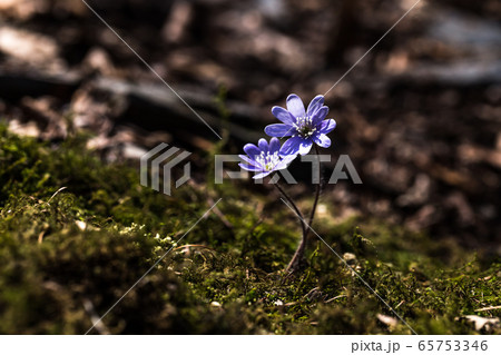 開花 春 花びら 65753346