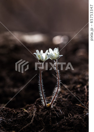 野生の花 白 白色 65753347