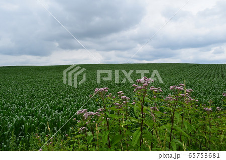 トウモロコシ畑とヒヨドリバナ トウモロコシ畑とヒヨドリバナ 65753681