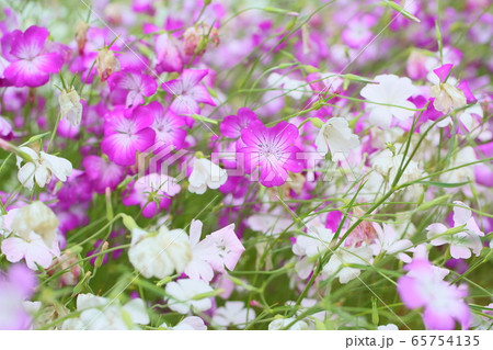 アグロステンマの花 65754135