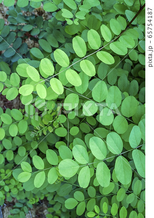 木 植物 屋外 65754187