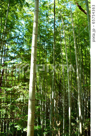 筑波山神社境内の竹林 筑波山神社境内の竹林 65754363