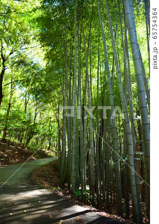 筑波山神社境内の竹林 筑波山神社境内の竹林 65754364