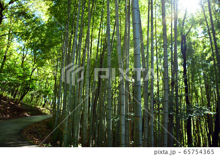 筑波山神社境内の竹林 筑波山神社境内の竹林 65754365