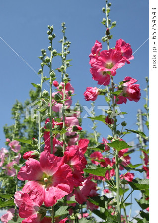 里山に咲く立葵 65754543
