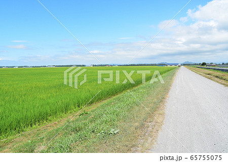 秋田県大潟村の干拓地　八郎潟に広がる広大な田んぼ 65755075