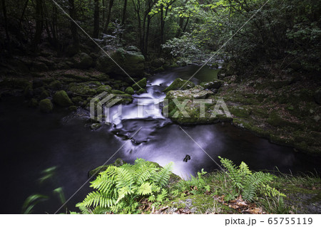 新緑 新緑 65755119