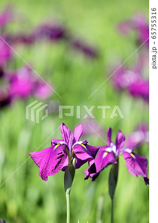 花菖蒲 65755316