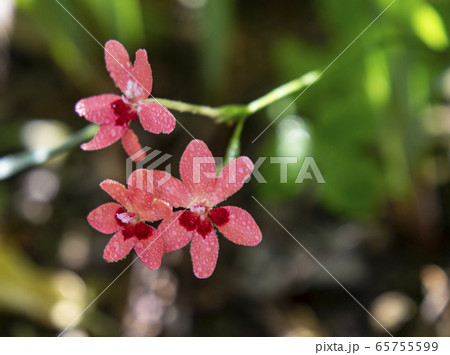 ヒメヒオウギの花 65755599