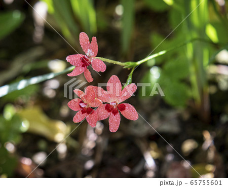 ヒメヒオウギの花 65755601
