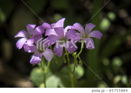 オキザリスの花 オキザリスの花 65755864