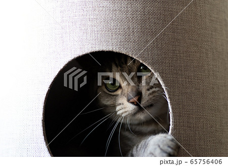 キャットタワーから覗く猫 サバトラ猫 キャットタワーから覗く猫 サバトラ猫 65756406