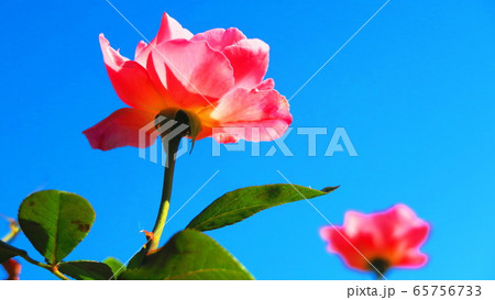 ピンク色のバラの花と青空の風景の写真素材