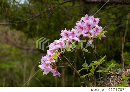 晩春の里山に咲く野生のつつじのクローズアップとコピースペース 65757074