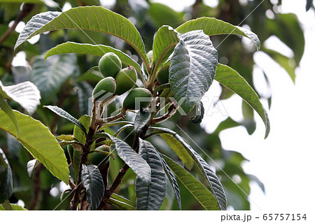 ビワの実 ビワの実 65757154