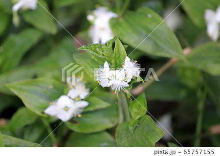 トキワツユクサ トキワツユクサ 65757155