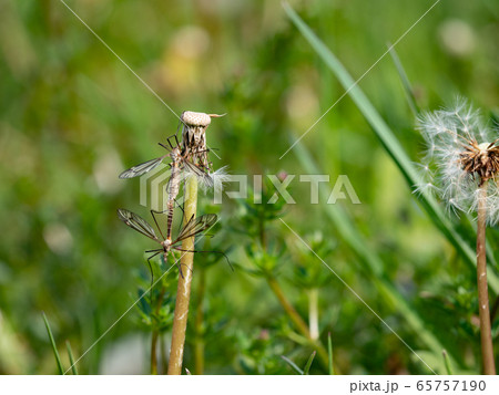 Insect Tipula or Marsh Crane Fly, Tipula oleracea, Insect Tipula or Marsh Crane Fly, Tipula oleracea, 65757190