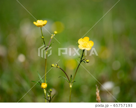 Gentle blossoms of wild buttercup Gentle blossoms of wild buttercup 65757193