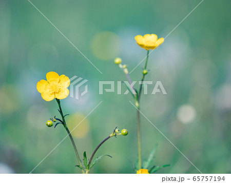 Flower buttercup in blossom, blurry background Flower buttercup in blossom, blurry background 65757194