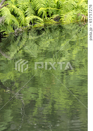 新緑が映り込む水面の背景素材 新緑が映り込む水面の背景素材 65757276