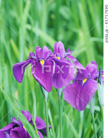美しい花菖蒲(はなしょうぶ) 美しい花菖蒲(はなしょうぶ) 65757690