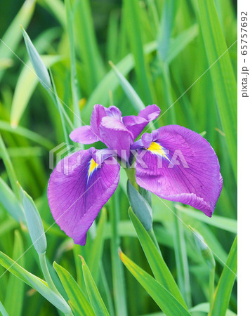 美しい花菖蒲(はなしょうぶ) 65757692