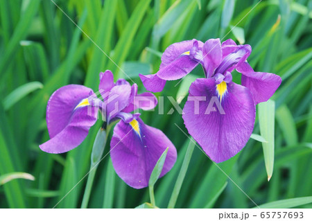 美しい花菖蒲(はなしょうぶ) 65757693