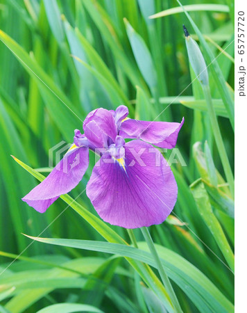 美しい花菖蒲(はなしょうぶ) 65757720