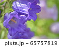 フウリンソウ 65757819