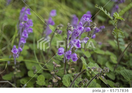 キランソウ／ヒッソリと咲いていたジゴクノカマノフタ 65757836