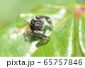 ハエトリグモ 65757846