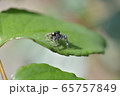 ハエトリグモ 65757849